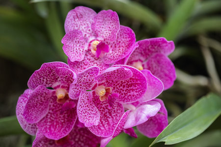 Beautiful orchid flower blooming at rainy season. Vanda orchidの写真素材