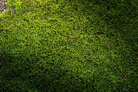 Grooved green moss background in natureの写真素材