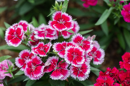 Bright Sweet William flowers Dianthus barbatus flowering in a garden. Dianthus flowers (Dianthus spp.)の写真素材