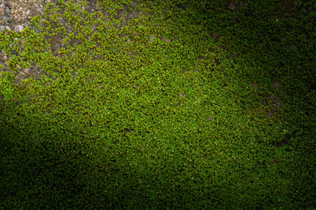 Grooved green moss background in natureの写真素材