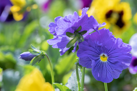 Close up of horn violet pansy flower in nature at springtime.の写真素材