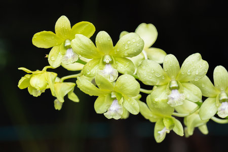 Dendrobium orchid flower bloom in spring decoration the beauty of nature, A rare wild orchid decorated in tropical gardenの写真素材