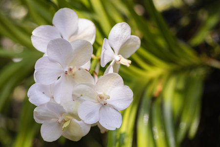 Vanda orchid flower bloom in spring decoration the beauty of nature, A rare wild orchid decorated in tropical garden.の写真素材