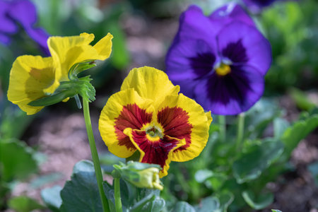 Close up of horn violet pansy flower in nature at springtime.の写真素材