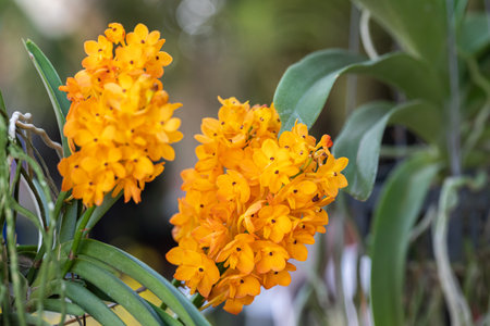 Rhynchostylis orchid flower bloom in spring decoration the beauty of nature, A rare wild orchid decorated in tropical garden.の写真素材
