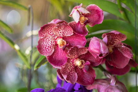 Vanda orchid flower bloom in spring decoration the beauty of nature, A rare wild orchid decorated in tropical garden.の写真素材