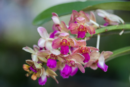 Rhynchostylis orchid flower bloom in spring decoration the beauty of nature, A rare wild orchid decorated in tropical garden.の写真素材