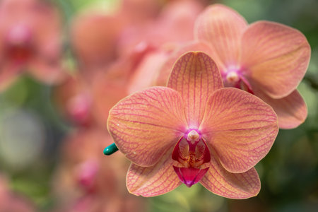 Phalaenopsis orchid flower bloom in spring decoration the beauty of nature, A rare wild orchid decorated in tropical garden.の写真素材