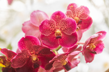Vanda orchid flower bloom in spring decoration the beauty of nature, A rare wild orchid decorated in tropical garden.の写真素材