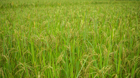 Jasmine rice field, Close up yellow rice seed ripe and green leaves.の写真素材