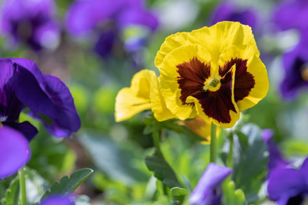Close up of yellow pansy flower in nature at springtime.の写真素材