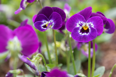 Close up of horn violet pansy flower in nature at springtime.の写真素材