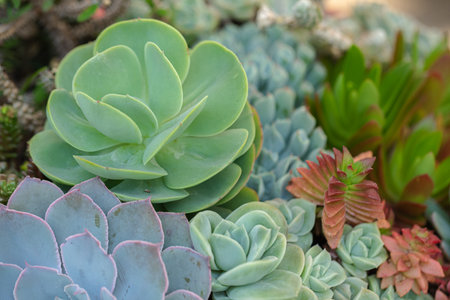 Close up of cactus succulent plants.の写真素材