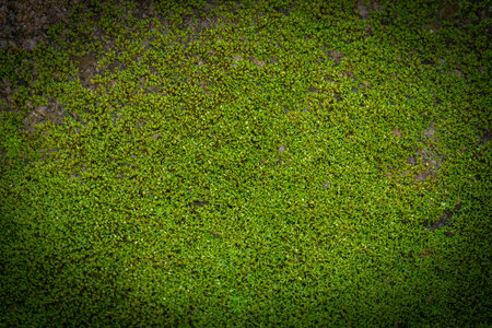 Grooved green moss background in nature.の写真素材