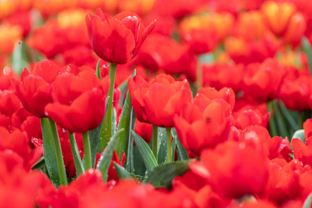 Fresh red tulip flowers in the gardenの写真素材