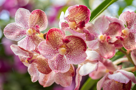 Vanda orchid flower bloom in spring decoration the beauty of nature, A rare wild orchid decorated in tropical gardenの写真素材