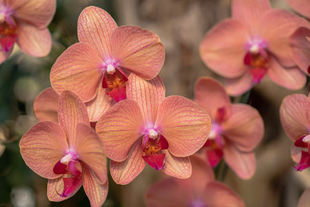 Phalaenopsis orchid flower bloom in spring decoration the beauty of nature, A rare wild orchid decorated in tropical gardenの写真素材