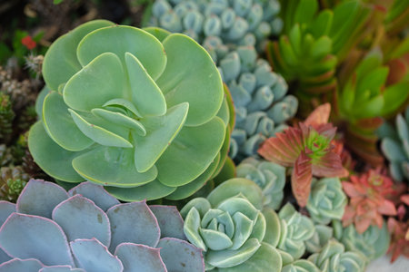 Close up of cactus succulent plantsの写真素材