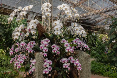 Phalaenopsis orchid flower bloom in spring decoration the beauty of nature, A rare wild orchid decorated in tropical gardenの写真素材