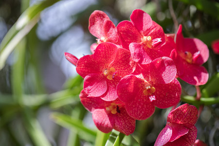 Vanda orchid flower bloom in spring decoration the beauty of nature, A rare wild orchid decorated in tropical gardenの写真素材