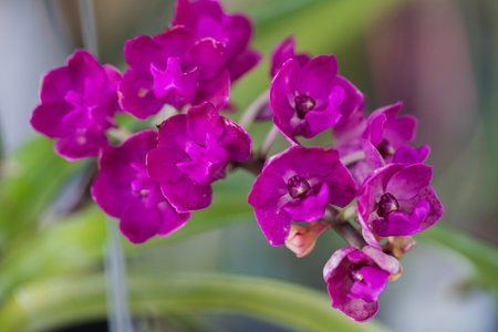 Vanda orchid flower bloom in spring decoration the beauty of nature, A rare wild orchid decorated in tropical gardenの写真素材
