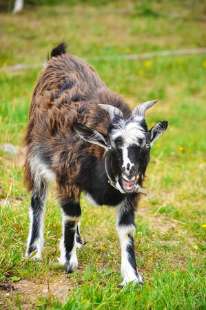 goat on the meadowの写真素材