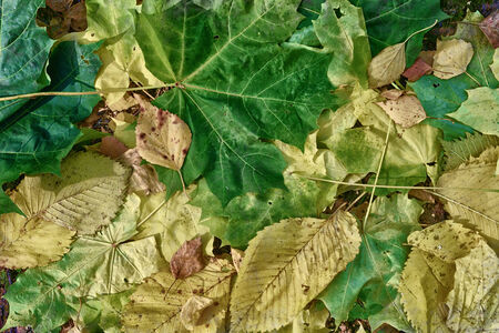 fallen leaves of different trees lying on the groundの写真素材