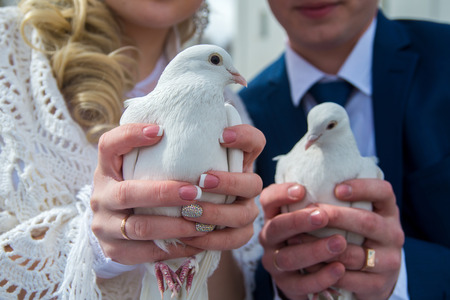 pigeons in the hands of the newlywedsの写真素材