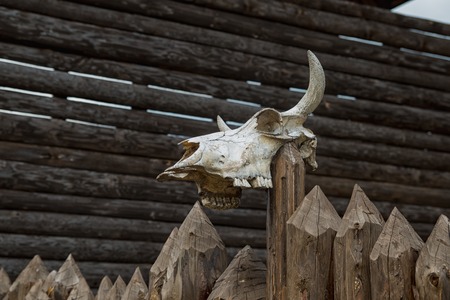 old skull of a bull on a wooden stickの写真素材