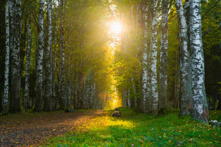 The road in the middle of a birch grove at sunsetの写真素材