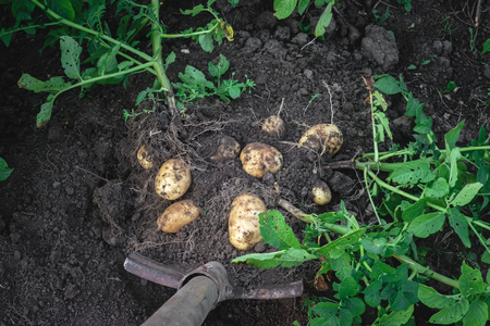 shovel digging potatoes out of the soilの写真素材