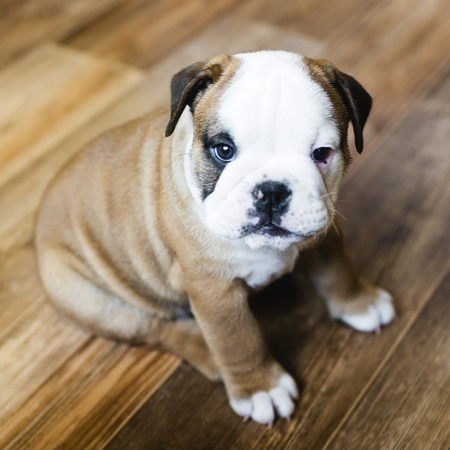 English bulldog puppy with shallow depth of fieldの写真素材