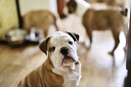 Sitting English bulldog puppy with shallow depth of fieldの写真素材