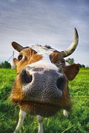 Cow muzzle close-up with shallow depth of fieldの写真素材
