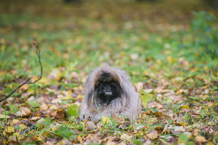 funny dog in the autumn foliageの写真素材