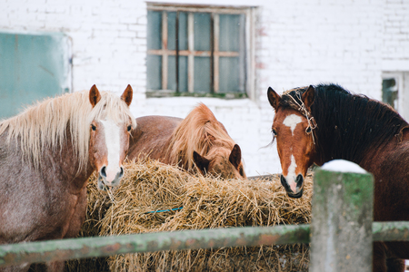 horses in the enclosure at the horse farmの写真素材
