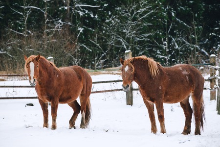 horses in the enclosure at the horse farmの写真素材