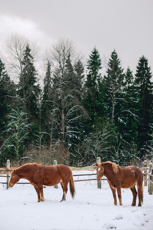 horses in the enclosure at the horse farmの写真素材