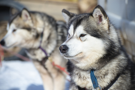 Dog with shallow depth of fieldの写真素材