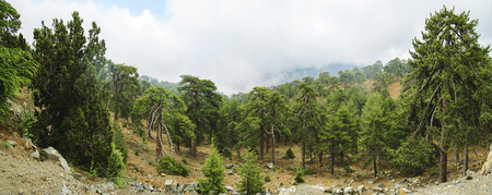 Coniferous trees in the mountainsの写真素材