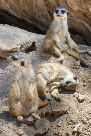 group of meerkats restingの写真素材