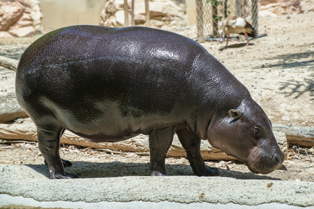 young hippopotamus with a shallow depth of fieldの写真素材
