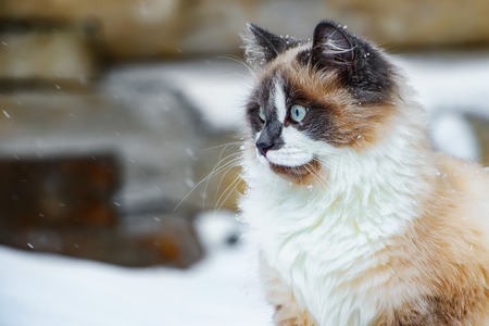 fluffy cat with a shallow depth of fieldの写真素材