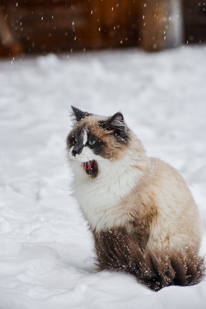 fluffy cat with a shallow depth of fieldの写真素材