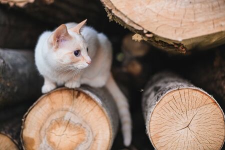 rustic white cat lies on logs with shallow depth of fieldの写真素材