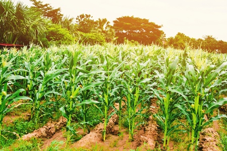 Growing green corn field culture in Thailand.の写真素材