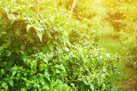 Hot chilli on tree in nature.の写真素材
