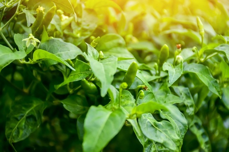 Hot chilli on tree in nature.の写真素材