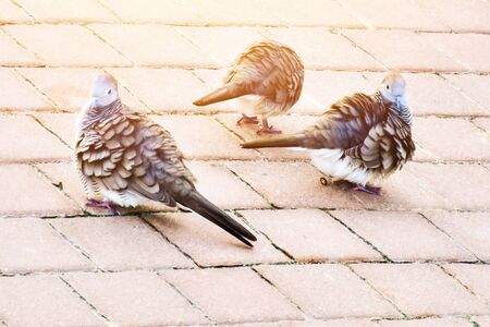 Three doves are cleaning their fur in park.の写真素材