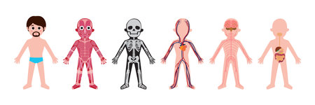 My body, educational anatomy body organ chart for men. Cute cartoon little man and his bodily systems: muscular, skeletal, circulatory, nervous and digestive. clip art Isolated vector infographicのイラスト素材